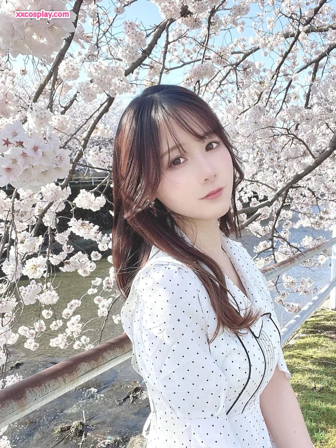 La Promenade de KenKen sous les Cerisiers en Fleurs 🌸